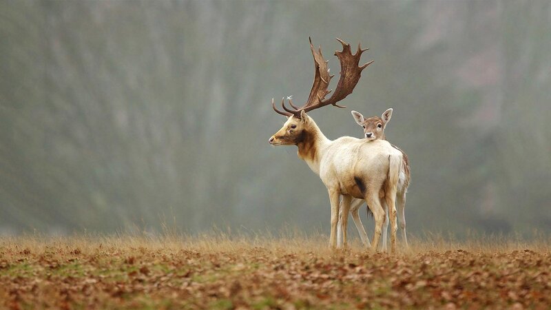 Two Deer in Field — Brown, Serene