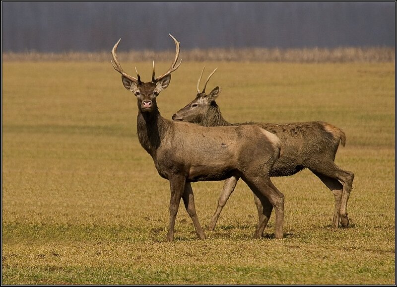 Two Deer in Field — Brown