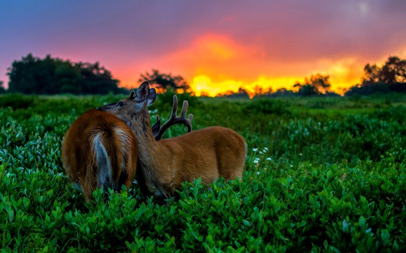 Two Deer in Field — Green, Dramatic