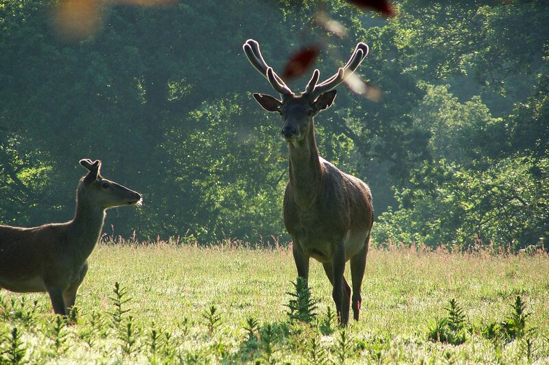 Two Deer in Field — Green, Serene, Morning
