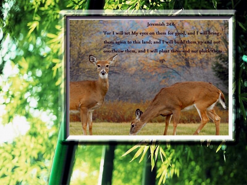 Two Deer in Field — Green, Serene