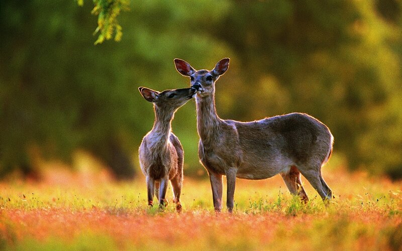 Two Deer in Field — Green