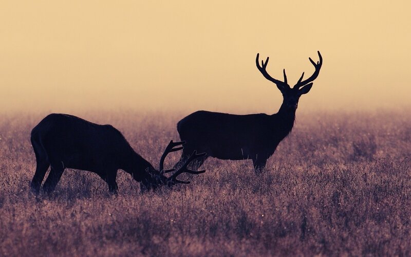 Two Deer in Field — Purple, Dramatic
