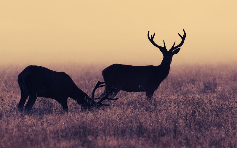 Two Deer in Field — Purple