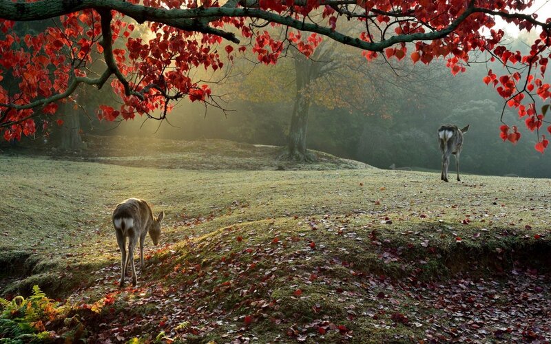 Two Deer in Field — Red