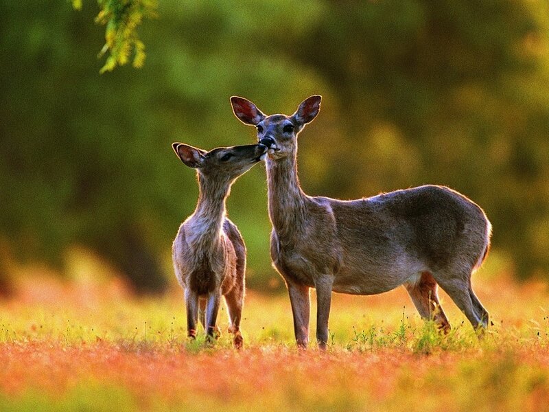 Two Deer in Field