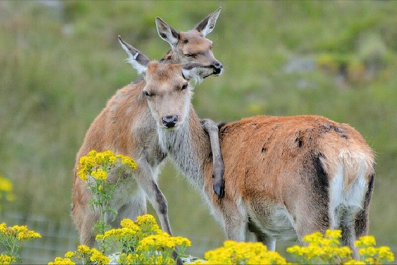 Two Deer in Field — Yellow