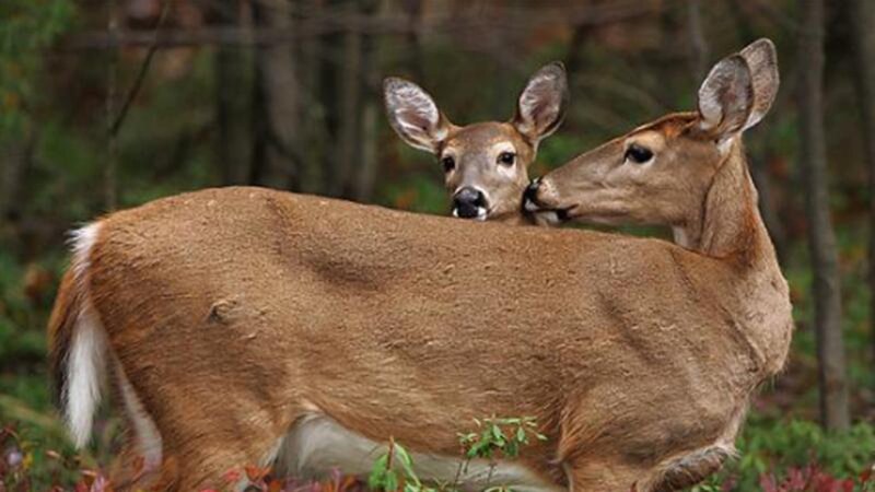 Two Deer in Forest — Brown, Calm