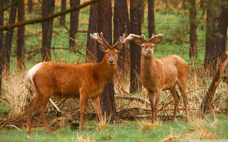 Two Deer in Forest — Brown, Natural