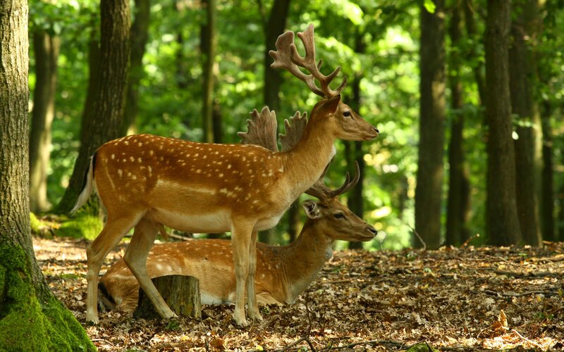 Two Deer in Forest — Brown, Serene, Afternoon