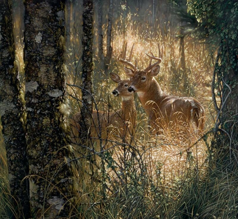 Two Deer in Forest — Brown, Serene, Morning