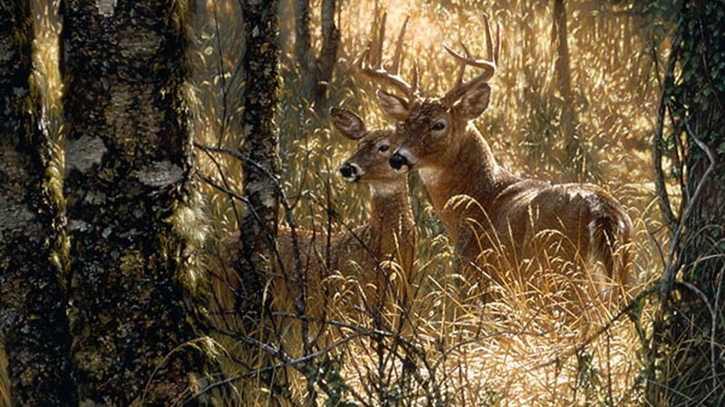 Two Deer in Forest — Brown, Serene