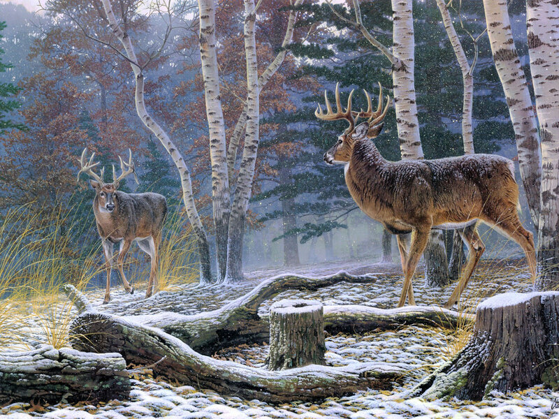 Two Deer in Forest — Brown, Serene, Winter