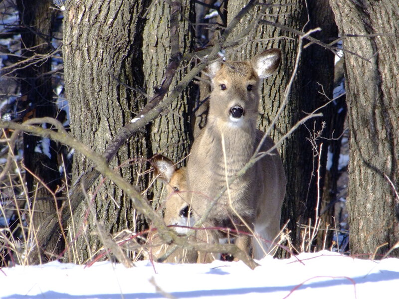 Two Deer in Forest — Brown