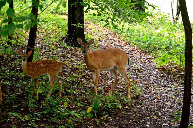 Two Deer in Forest — Green, Serene, Afternoon