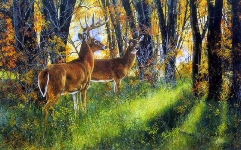 Two Deer in Forest — Green, Serene, Autumn