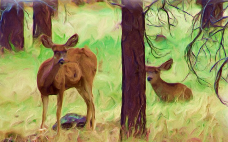 Two Deer in Forest — Green, Serene
