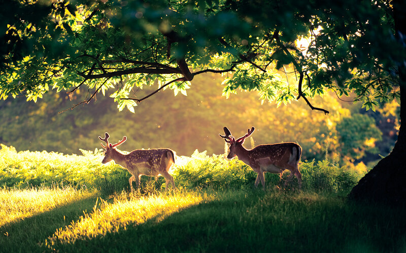 Two Deer in Forest — Green