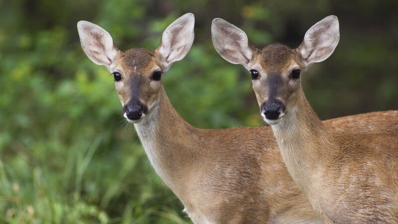 two deer in forest