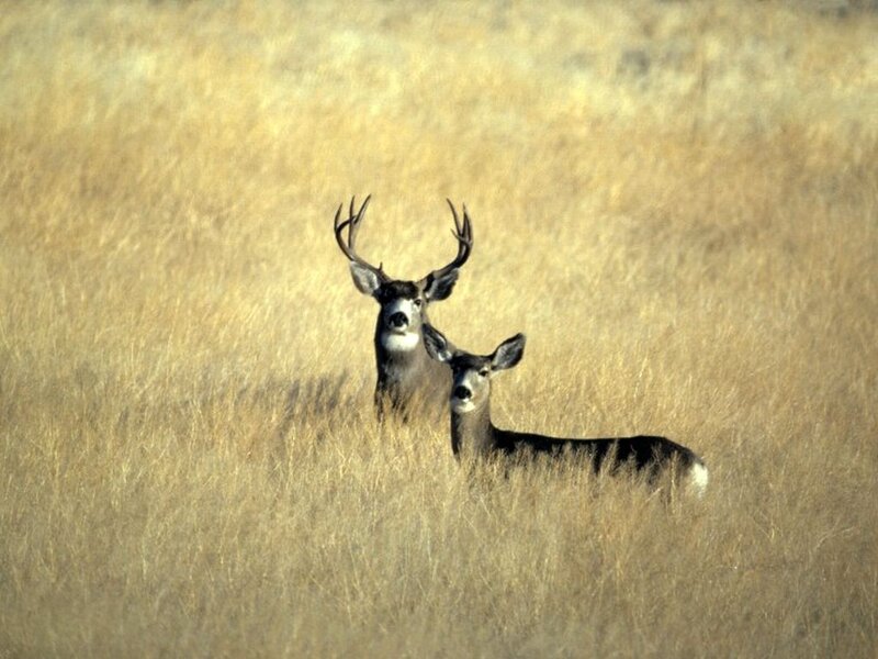 Two Deer in Grass — Brown