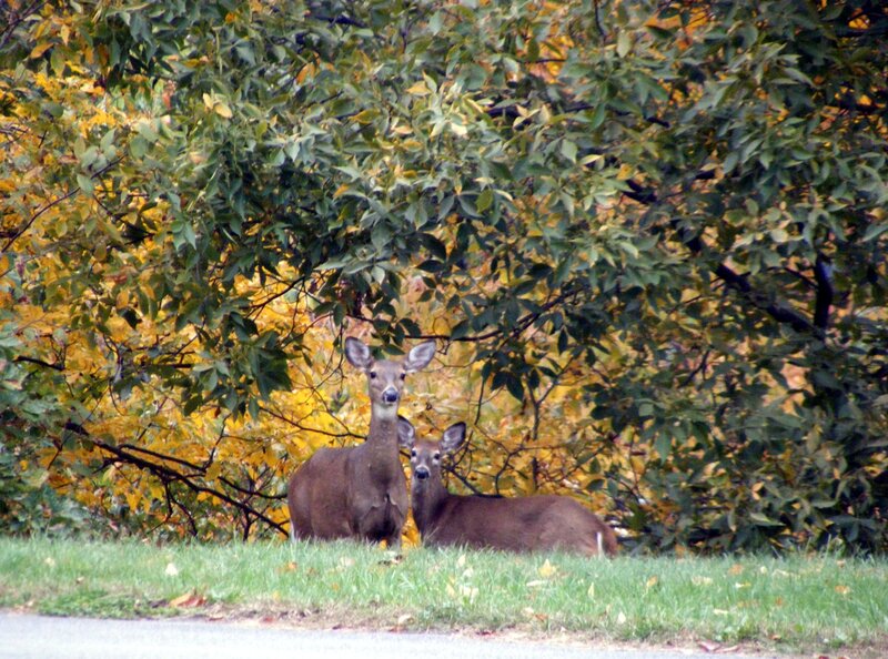 Two Deer in Grass — Green, Calm