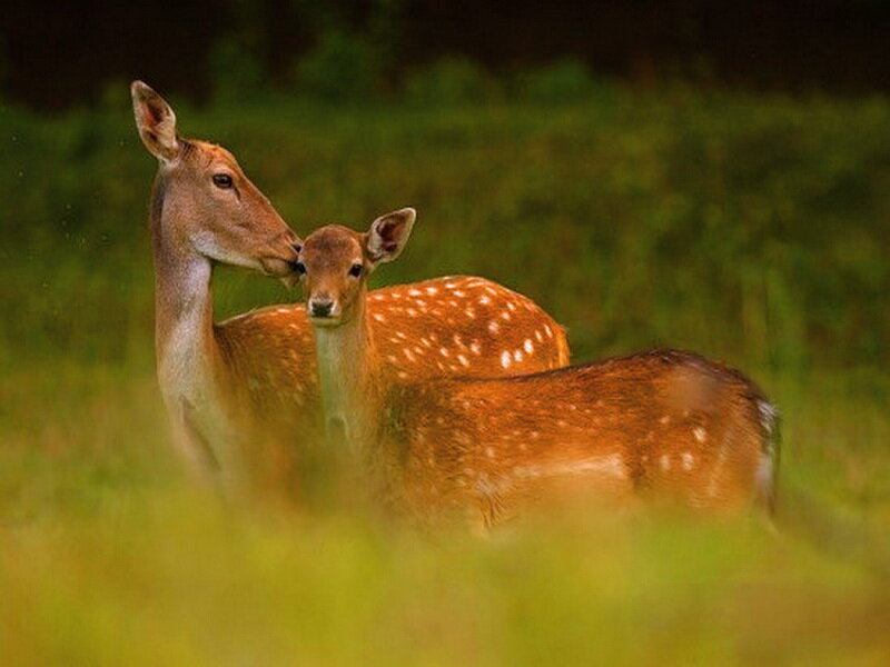 Two Deer in Grass — Green