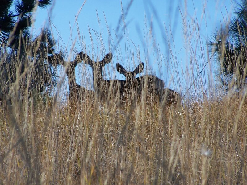 Two Deer in Grass