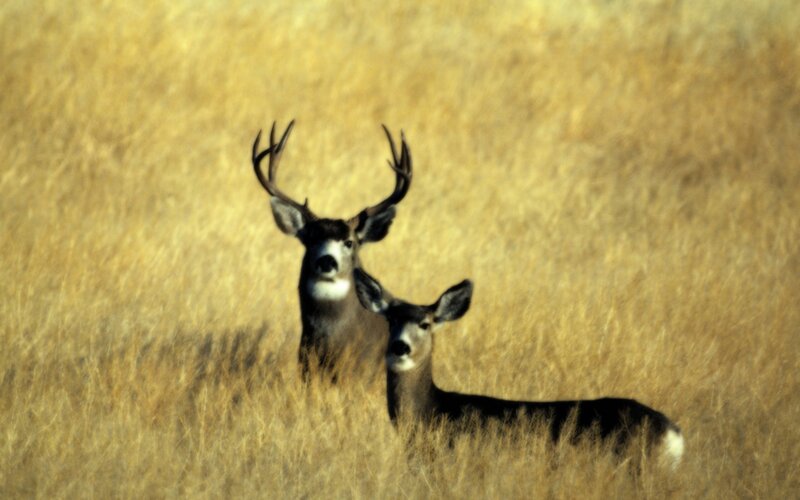 Two Deer in Grass — Yellow