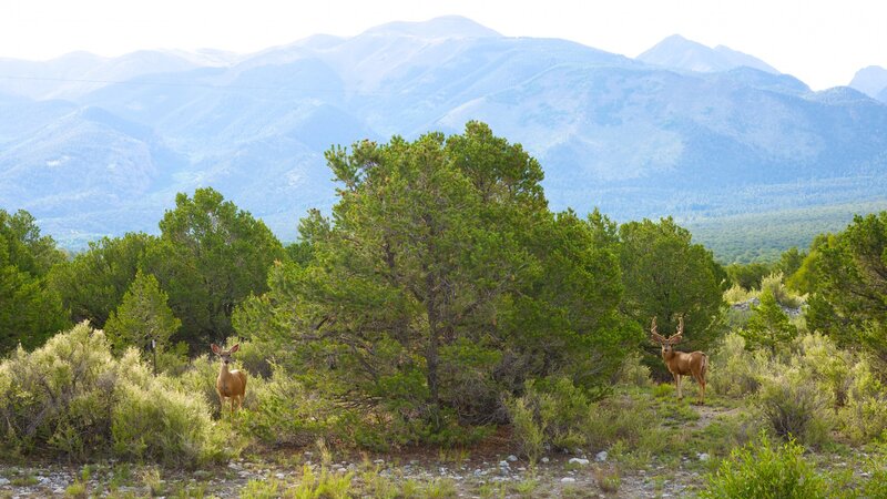 Two Deer in Mountains
