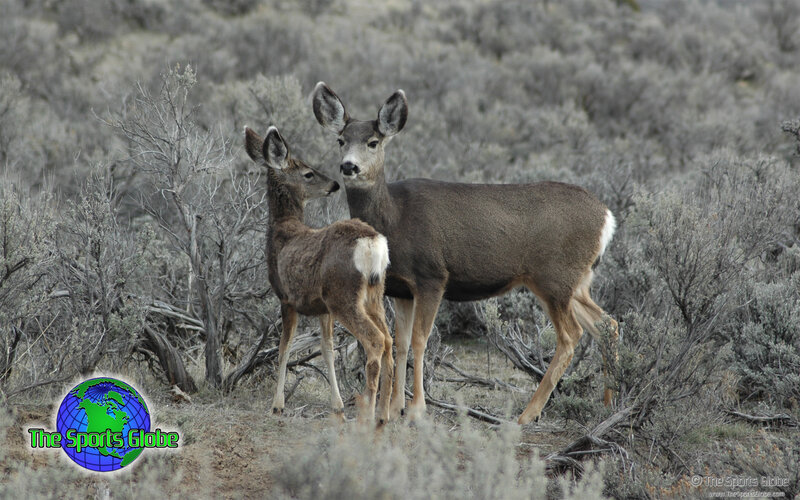 Two Deer in Shrubs