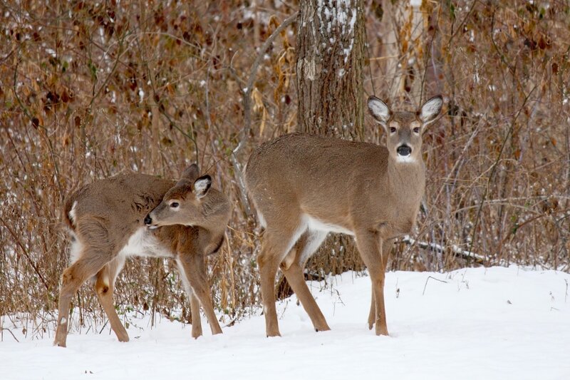 Two Deer in Snow — Brown, Calm