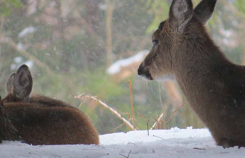Two Deer in Snow — Brown, Calm, Winter