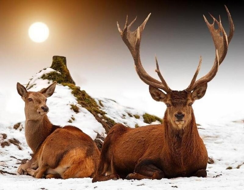 Two Deer in Snow — Brown, Serene