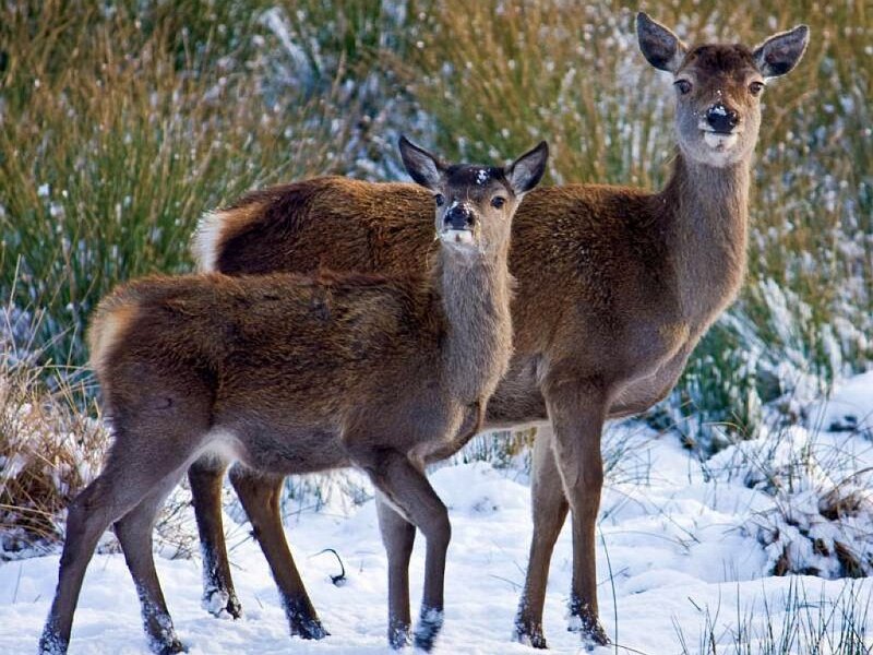 Two Deer in Snow — Brown