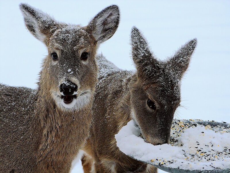 Two Deer in Snow