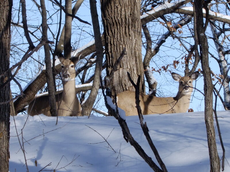 Two Deer in Snow — White, Calm