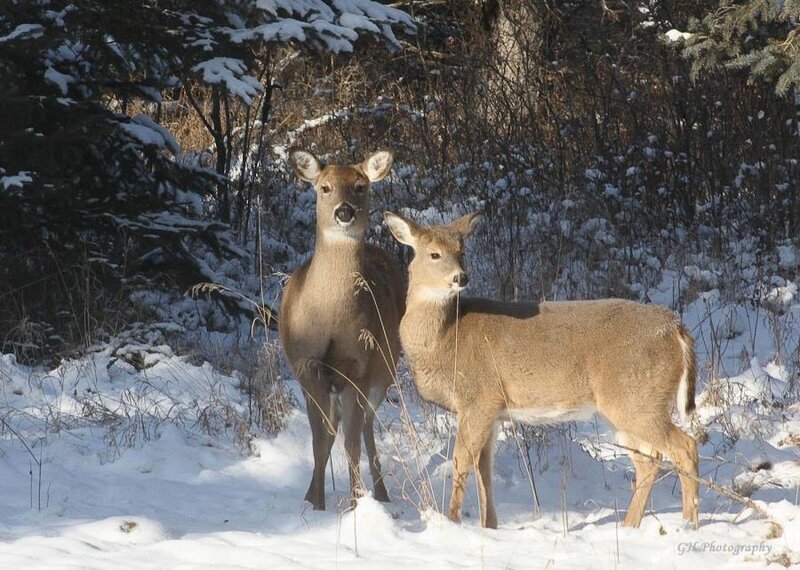 Two Deer in Snow — White, Calm, Winter