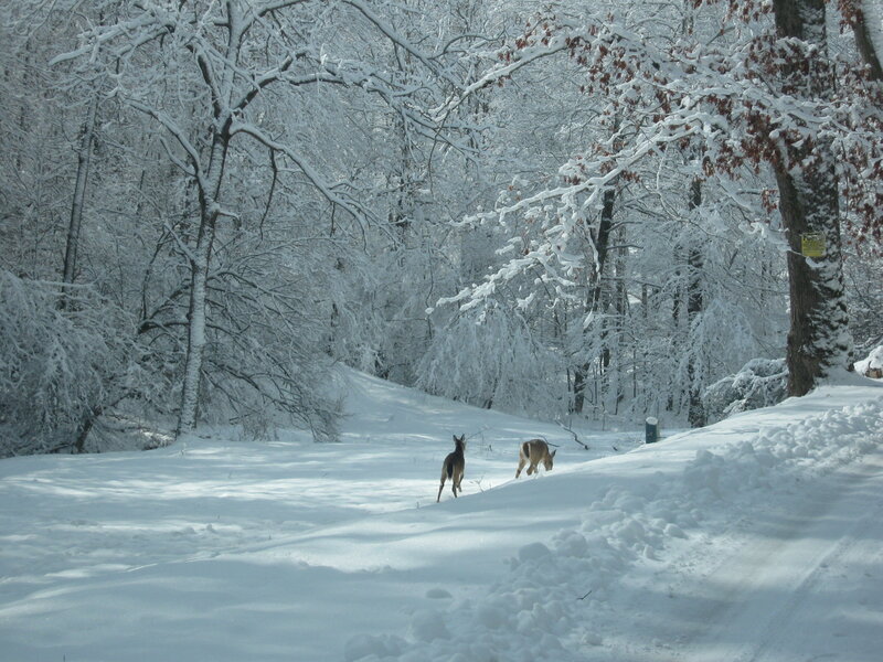 Two Deer in Snow — White, Serene