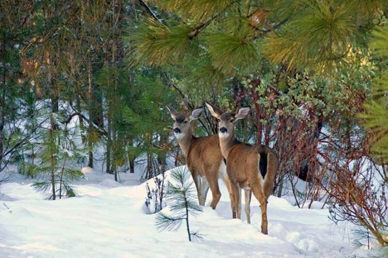 Two Deer in Snow — White, Serene, Winter, Photograph, Pine Trees