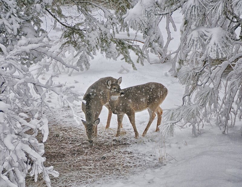 Two Deer in Snow — White, Serene, Winter, Photograph
