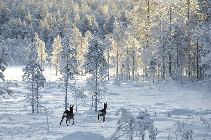 Two Deer in Snow — White, Serene, Winter, Photograph, Trees, Forest