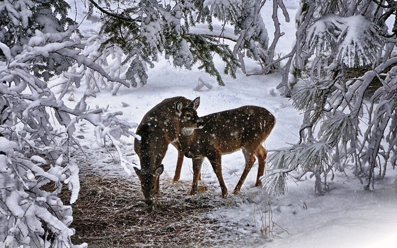 Two Deer in Snow — White, Serene, Winter, Photograph, Trees