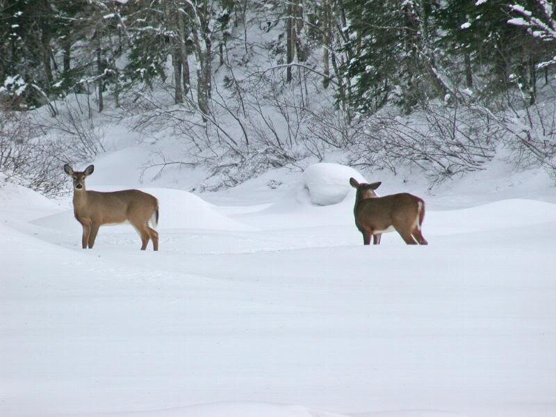 Two Deer in Snow — White, Serene, Winter
