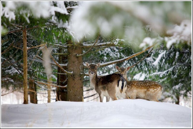 Two Deer in Snow — White