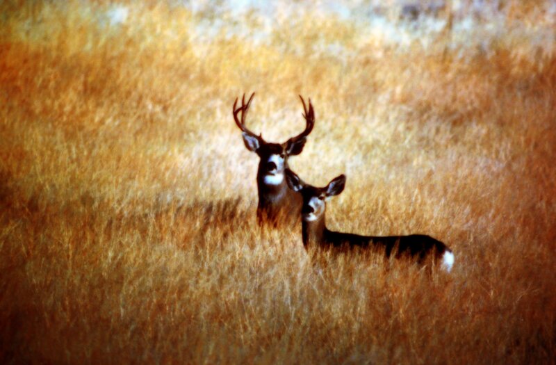 Two Deer in Tall Grass — Brown