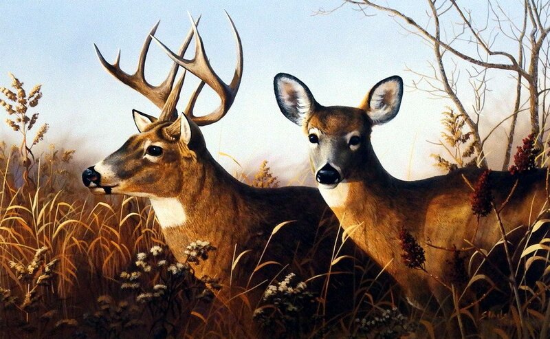 Two Deer in Tall Grass