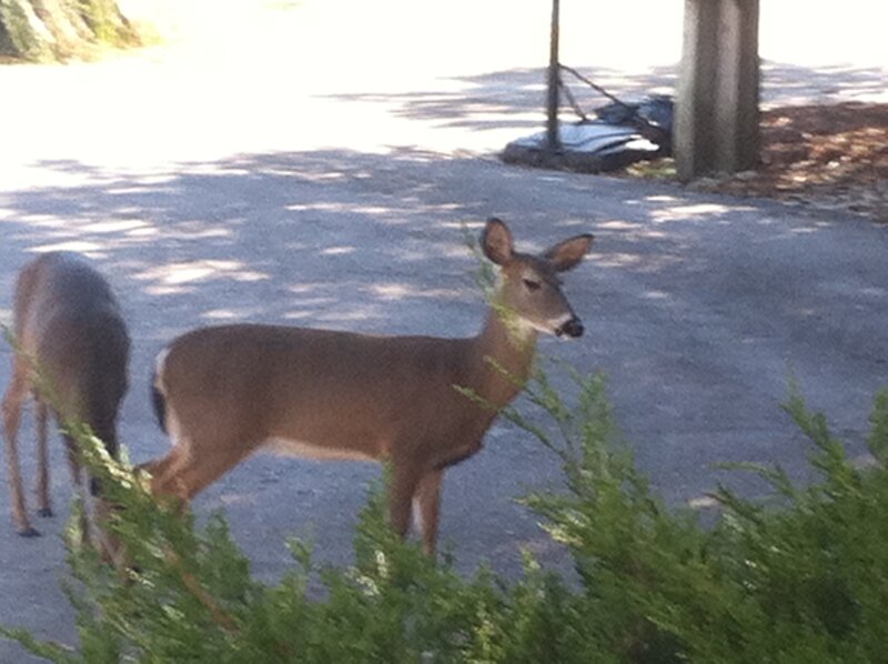 Two Deer on Pavement