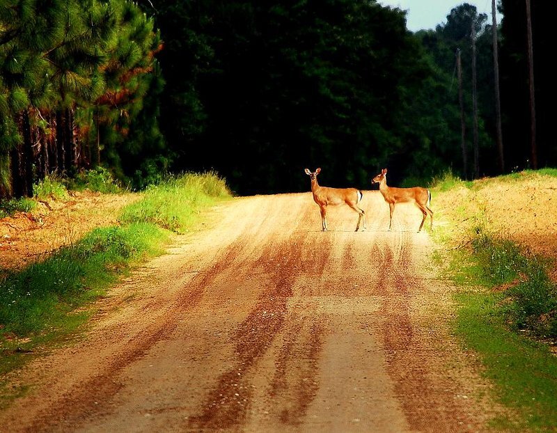 Two Deer on Road