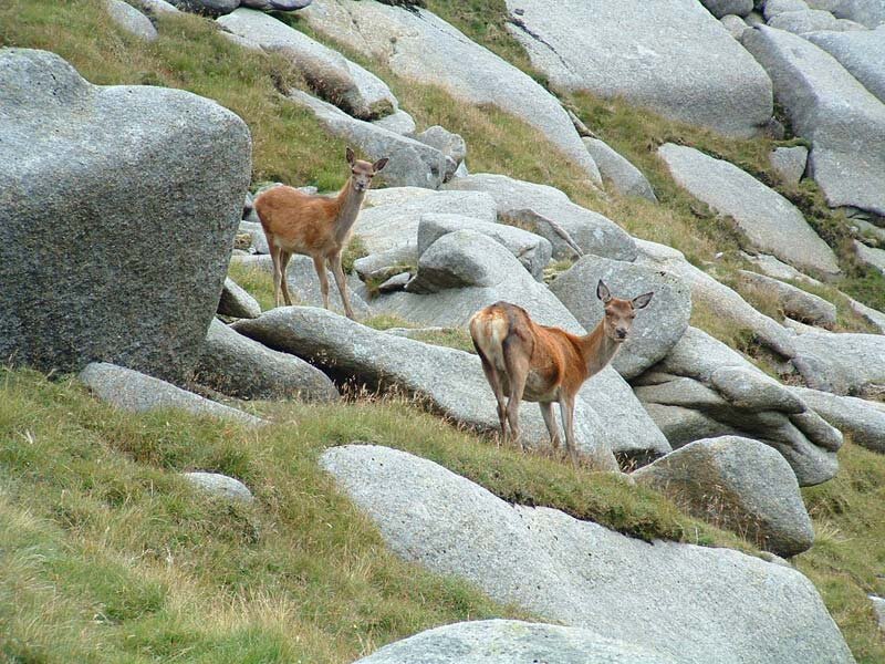 Two Deer on Rocks