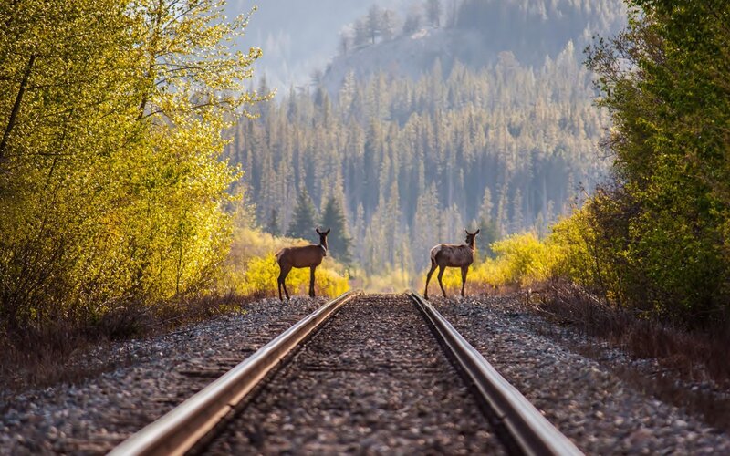 Two Deer on Train Tracks